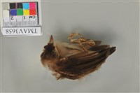 藏品(白頭翁)的圖片